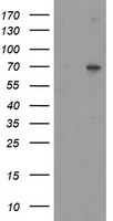 SENP2 Antibody