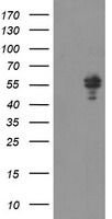 NONO Antibody