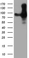 PECAM1 Antibody
