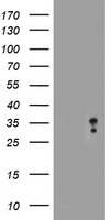 MLF2 Antibody