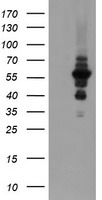 DPH2 Antibody