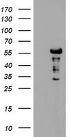 DOK7 Antibody