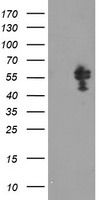 NONO Antibody
