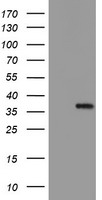 Myeloid leukemia factor 1 Antibody