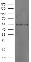 DOK7 Antibody