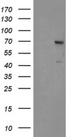 SENP2 Antibody