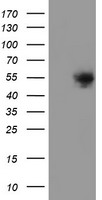 DOK7 Antibody