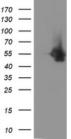 DOK7 Antibody