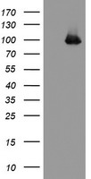 CD31 Antibody