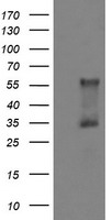 DOK7 Antibody