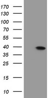 Myeloid leukemia factor 1 Antibody