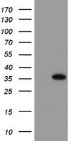 Myeloid leukemia factor 1 Antibody