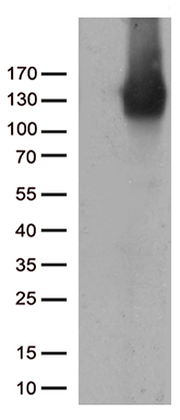 PECAM1 Antibody