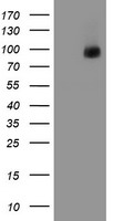 CD31 Antibody