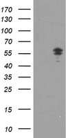 NONO Antibody