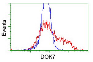 DOK7 Antibody