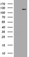 PECAM1 Antibody