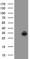 SDCBP Antibody