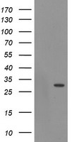 EXOSC3 Antibody