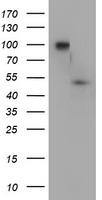 DOK7 Antibody
