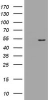 DOK7 Antibody