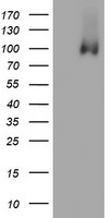 PECAM1 Antibody