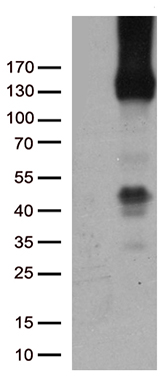 PECAM1 Antibody