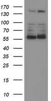 PPAT Antibody