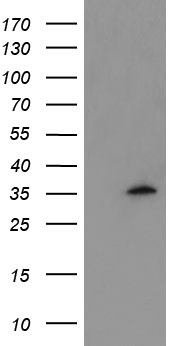 Myeloid leukemia factor 1 Antibody