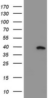 Myeloid leukemia factor 1 Antibody