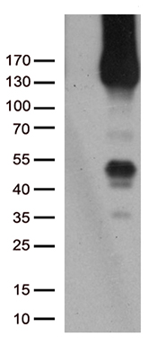 PECAM1 Antibody