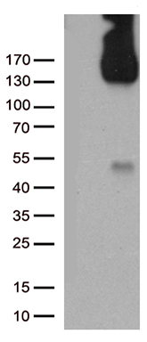 PECAM1 Antibody