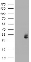 NQO2 Antibody
