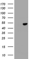 Selenium Binding Protein 1 Antibody