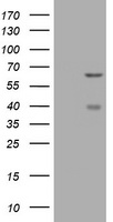 CNKSR3 Antibody