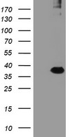 RFPL3 Antibody