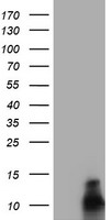 FXYD3 Antibody