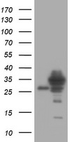 SRPRB Antibody