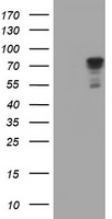 SCFD1 Antibody