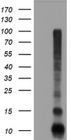 FXYD3 Antibody