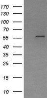 PPAT Antibody