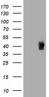 TBCC Antibody