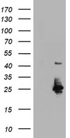 UBE2E3 Antibody