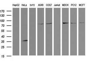 SCFD1 Antibody