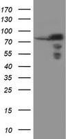 SCFD1 Antibody