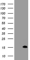 FXYD3 Antibody