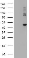 Carboxypeptidase A2 Antibody