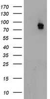ATRIP Antibody