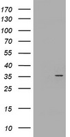 CYB5R1 Antibody