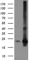 SAT2 Antibody